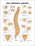 脊柱と椎骨の構造